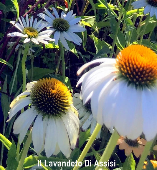 Echinacea bianca vaso 14, è una perenne come esposizione preferisce il sole fiorisce da luglio a settembre con dei fiori bianchi, può raggiungere un'altezza di 70 cm