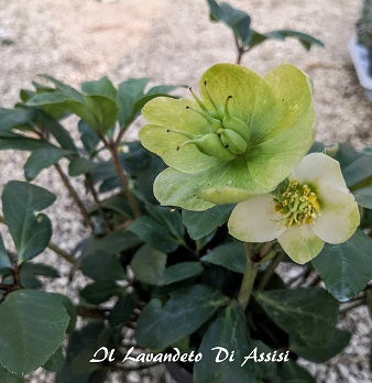 L'elleboro è una pianta perenne ampiamente apprezzata per i suoi fiori invernali e primaverili, noti per sbocciare sotto la neve. I suoi fiori possono essere di vari colori, tra cui il bianco, il rosa e il viola. È una pianta ideale per aggiungere bellezza ai giardini invernali e primaverili.