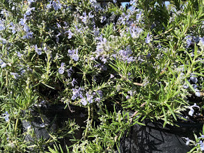 Santa Marinella ground cover rosemary