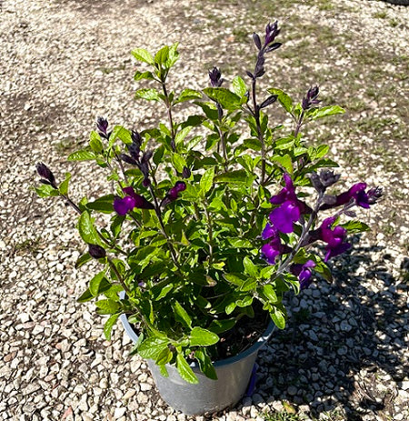 Salvia Violette Butterfly vaso 14.  Salvia greggii da fiore che ama stare al sole, ha bisogno di poca acqua e fiorisce da Aprile fino a Novembre.