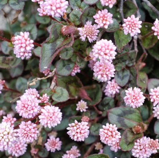 Polygonum Capitatum