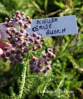 Achillea Cerise Queen è una pianta perenne, un' erbacea ornamentale, un' erbacea perenne,  che ama stare al sole, fiorisce da Giugno fino a Agosto e può raggiungere un'altezza massima di 70 cm.  Achillea Cerise Queen Vaso 14 cm. Vendita piante online