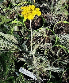 Achillea Clypeolata. cachillea con fiore giallo oro, particolare per il suo fogliame grigio chiaro. L' achillea è un erbacea perenne a bassa manutenzione e molto robusta Vaso 14 