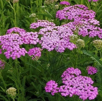 L' Achillea millefolium Lilac Beauty è una perenne che ama stare in una zona soleggiata.  Il periodo di fioritura è in estate (Luglio, Agosto) il colore del fiore è rosa acceso e raggiunge un'altezza massima di 75 cm.