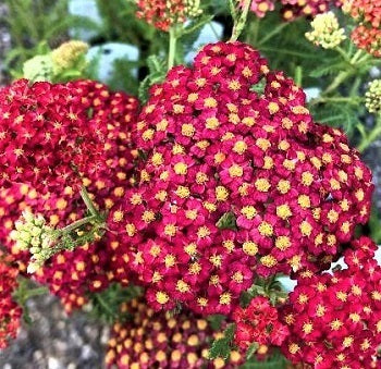 Achillea millefolium Paprika è una una pianta perenne che ama l'esposizione soleggiata.  Il periodo di fioritura va da Giugno a Settembre, il colore del fiore è rosso acceso  e il centro del fiore è giallo, è una erbacea perenne  molto rustica e resiste benissimo al gelo e al caldo intenso, è una pianta che va benissimo per il giardino a bassa manutenzione e raggiunge un'altezza massima di 75 cm.