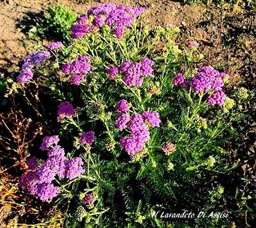 Achillea fuxia vaso 14  Bellissima achillea con fiori fuxia. Le achillee sono piante perenni molto robuste e a bassa manutenzione con lunghissime fioriture.  Vendita piante online