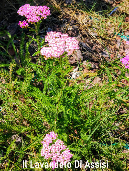 Pianta perenne tappezzante, facilissima da coltivare.   Achillea rosa vaso 14 cm