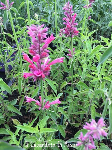 Agastache 'Red Fortune' è una pianta erbacea perenne ornamentale della famiglia delle Lamiaceae, con foglie profumate e fiori rosso intenso in spighe da giugno a settembre. Raggiunge 60-90 cm di altezza, predilige posizioni soleggiate e terreni ben drenati. Resiste alla siccità ma necessita di annaffiature regolari in periodi aridi.