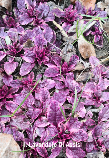 Ajuga reptans. Erbacea perenne tappezzante con foglie verde molto scuro e fiori blu in primavera. Vive bene all' ombra e a mezz' ombra e non teme il freddo. Altezza 6/7 cm in fiore raggiunge 15 cm. Utilizzata per giardini rocciosi e per bordure. Ajuga Reptans chiamata anche bugola o erba di San Lorenzo ha anche proprietà medicinali, viene utilizzata per la calvizie e per le sue proprietà digestive. Disponibile in vaso 14 cm