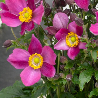 Anemone Fantasy 'Ariel', vendita anemoni, vendita anemoni online, vivaio anemoni.  L'Anemone Fantasy 'Ariel' è una varietà di anemone dal fascino delicato. Con un'altezza che di solito oscilla tra i 30 e i 45 centimetri, 'Ariel' produce fiori singoli o semi-doppi di un rosa intenso durante la primavera e l'estate. I fiori esibiscono un caratteristico centro giallo, aggiungendo interesse visivo. Questa varietà è popolare in giardini perenni e bordure per il suo aspetto raffinato.