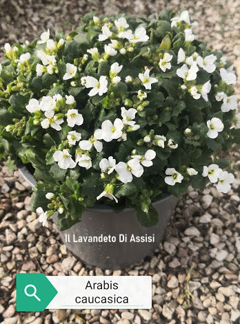 
Arabis caucasica è una pianta perenne tappezzante sempreverde, con foglie verde-grigio decorative tutto l'anno e fiori bianchi profumati da marzo a maggio. Alta 10-20 cm, si espande rapidamente e si adatta a terreni poveri e ben drenati in posizioni soleggiate o semiombreggiate. Resistente a freddo e siccità, richiede poca manutenzione.