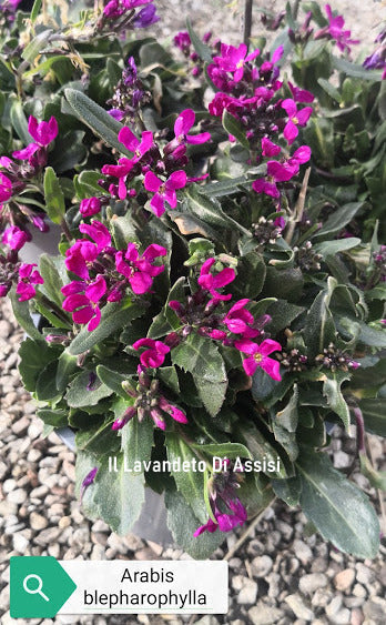 Arabis blepharophylla viola in vendita in vaso 14 cm&nbsp;è una piante perenne ama il terreno Roccioso e il sole, il periodo di fioritura va da marzo a maggio, sbocciando con dei fiori viola, la sua altezza massima è di 15 cm.