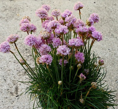 Armeria maritima in vendita in vaso 14 cm, è una pianta perenne sempreverde molto semplice da coltivare, vive bene al sole e a mezz' ombra, nei terreni difficili e anche nelle zone di mare. L' altezza è 15 cm in piena fioritura. Fiorisce da primavera a estate inoltrata.