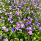 Aubretia