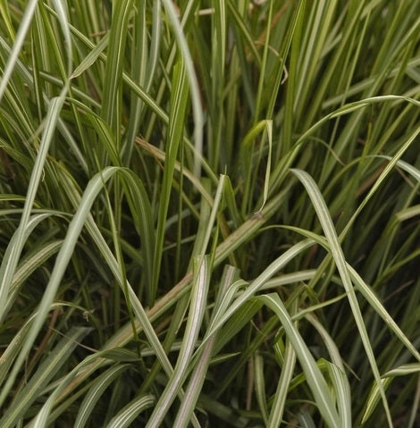 Calamagrostis x acutiflora 'Avalanche'  Graminacee ornamentali in Vaso 18 cm.  è una graminacee perenne che ama l'esposizione in sole e mezz'ombra, è molto resistente e può raggiungere un'altezza massima di 120 cm, fiorisce a Luglio e Agosto e fiorisce con dei fiori rosa.