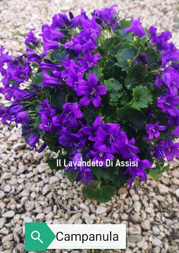 Campanula carpatica blu.  Bellissima piantina perenne tappezzante con fiori a campanella blu. Resiste al sole pieno e al gelo. Fiorisce ad aprile e maggio.  Graziose anche le piccole foglioline. Foglie persistenti anche in inverno. Campanula portenschlagiana vaso 12