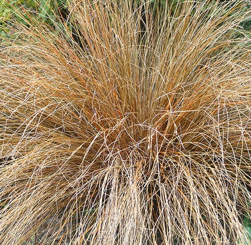 Carex Buchananii Vaso 18 cm è una specie di graminacee ornamentali, Ha foglie scure rosse. Fiorisce in primavera con piccoli spadice bronzo. Questa pianta è resistente alla siccità e preferisce condizioni di sole pieno o mezz'ombra. È una scelta popolare per giardini rocciosi, bordi e aiuole.