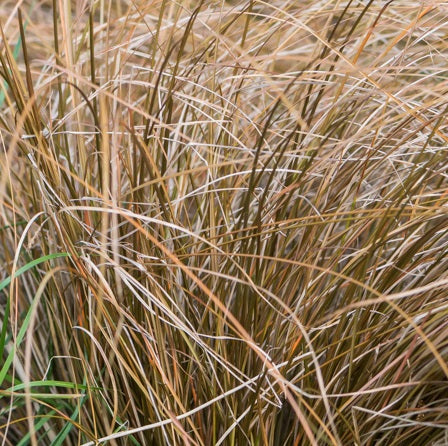 Carex petriei 'Milk Chocolate', pianta ornamentale perenne della famiglia delle graminacee, presenta foglie marrone scuro dal tono cioccolato e texture morbida. Forma cuscini densi e compatti, raggiungendo circa 30-40 cm in altezza e larghezza. Resistente al freddo e a bassa manutenzione, prospera in posizioni soleggiate o parzialmente ombreggiate, adattandosi a terreni ben drenati, umidi o argillosi.