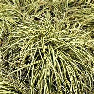 Carex Oshimensis Evergold è  una graminacea ornamentale, è perenne, è adatta ad una esposizione di mezz'ombra, ha bellissime foglie variegate, è molto robusta e resiste sia al caldo che al gelo,   il suo periodo di fioritura va da Maggio ad Agosto  Carex vaso 18