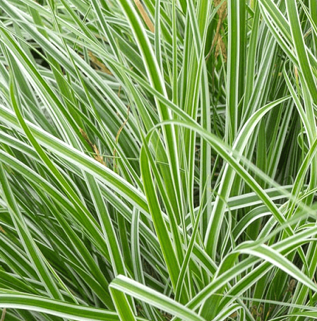 Carex oshimensis 'Everest' Vaso 18 cm . Graminacee ornamentali. è una varietà di Carex Cresce fino a 30-40 cm di altezza e ha foglie di colore verde scuro e bianche. La pianta produce anche piccole infiorescenze giallastre in primavera o in estate colore violacee. La Carex oshimensis "Everest" è un'ottima scelta per bordure o aiuole, in quanto è molto resistente e tollerante alla siccità. 