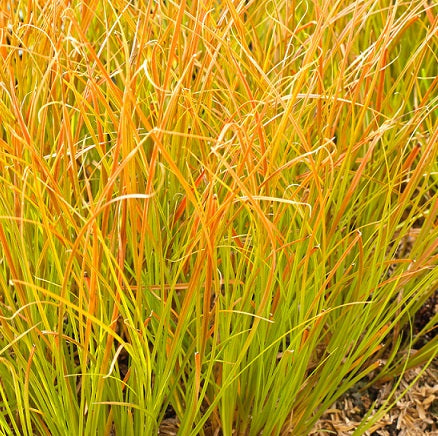 Carex testacea 'Praire Fire' Vaso 18 cm.  è una pianta graminacea sempreverde che ama l'esposizione soleggiata o mezz'ombra, è caratterizzata da foglie arancioni e fiorisce nei mesi di Luglio Agosto, raggiunge un'altezza massima di 60 cm.