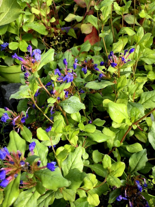 Ceratostigma plumbaginoides, pianta perenne tappezzante con fiori blu intenso a forma di stella e foglie verdi che in autunno diventano rossastre, ideale per bordure e giardini rocciosi.