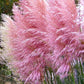 Cortaderia Selleona 'Rosea' Vaso 18 cm.  è una graminacea perenne, ama l'esposizione soleggiata, fiorisce di colore rosa in Autunno, e può raggiungere un'altezza di 250 cm. Graminacee ornamentali vendita online