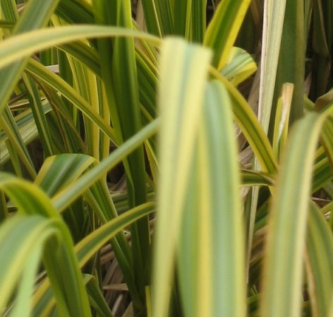 Cortederia Selloana 'Variegata' Vaso 18 cm.  è una graminacea perenne che ama l'esposizione soleggiata, è caratterizzata da queste foglie variegate, fiorisce da Agosto fino a Novembre, con dei fiori di colore argento e può raggiungere un'altezza massima di 2 metri e mezzo.