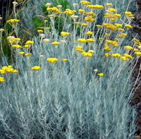 Elicriso. Helichrysum Italicum. Elicriso vaso 14 cm di diametro Pianta perenne, pianta aromatica e officinale dal fogliame argentato e dal profumo di liquirizia. Pianta cespugliosa di altezza di circa 50/60 cm. Fiori gialli a giugno luglio. Foglie persistenti, resiste sia al freddo che alla siccità. Pianta spontanea sia in montagna che vicino al mare