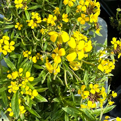 Erysimum hybridum