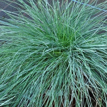 La Festuca glauca 'Blauglut' è una varietà di festuca ornamentale conosciuta per il suo colore blu intenso. Questa pianta perenne forma densi ciuffi di foglie strette e appuntite di un caratteristico colore blu-grigio, che conferisce all'intera pianta un aspetto decorativo. La 'Blauglut' è apprezzata nei giardini per il suo aspetto attraente e per la sua resistenza alla siccità e alle condizioni avverse.  Graminacee ornamentali vendita online