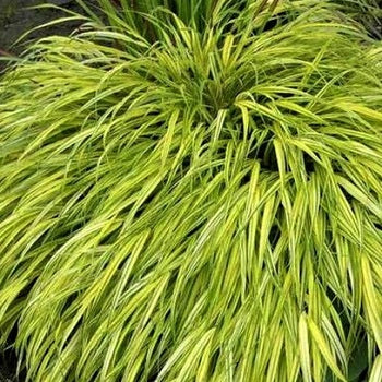  Hakonechloa macra, conosciuta come Erba della foresta di Hakone, è una pianta erbacea ornamentale apprezzata per il suo fogliame elegante e cascante. Con foglie sottili, simili a nastri, che formano ciuffi compatti, Hakonechloa macra offre colori che variano dal verde al dorato o al rosso, a seconda della varietà. Solitamente cresce a un'altezza di 30-60 centimetri. 