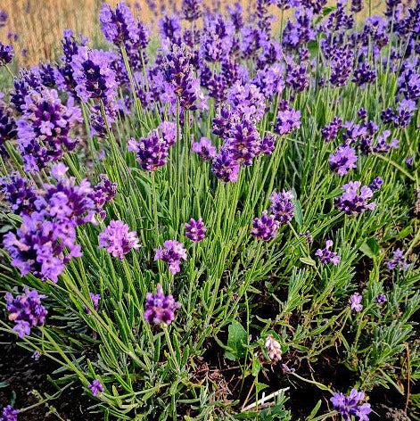 Lavanda angustifolia "Thumbelina Light" di 2 anni   Cespuglio sempreverde molto piccolo, colore intenso da usare per piccoli spazi, per giardino roccioso.  Altezza 30 cm diamtro 35 cm fioritura da maggio a giugno e ad ottobre.  Profumata, i fiori possono essere usati anche per cucinare e per tisane,   in balcone attenzione ai ristagni   Puoi scegliere tra:  Lavanda tolte dal campo grandezza equiv. vaso 18/20  Euro 7,00  Lavanda vaso 18 cm  E uro 9,00  Lavanda vaso 14 cm Euro 6,00