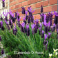 La Lavanda stoechas, conosciuta come lavanda farfalla o lavanda spagnola, è una varietà di lavanda con fiori appariscenti a forma di farfalla. Questa pianta è apprezzata per la sua bellezza ornamentale e il profumo leggermente diverso rispetto alle varietà comuni di lavanda. I suoi fiori attirano api e farfalle, contribuendo all'ecosistema del giardino.