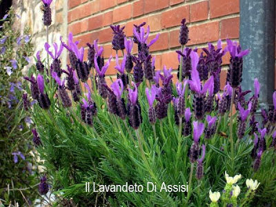 La Lavanda stoechas, conosciuta come lavanda farfalla o lavanda spagnola, è una varietà di lavanda con fiori appariscenti a forma di farfalla. Questa pianta è apprezzata per la sua bellezza ornamentale e il profumo leggermente diverso rispetto alle varietà comuni di lavanda. I suoi fiori attirano api e farfalle, contribuendo all'ecosistema del giardino.