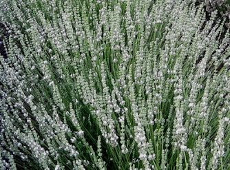 Lavanda intermedia con steli lunghi, colore bianco,ha un profumo delicato e intenso ha la spiga lunga, da mettere in giardino in posizione soleggiata, meglio se in gruppi da 3 si può mettere anche in terrazzo in vaso in vasi abbastanza grandi almeno diametro 35 cm. Raggiunge 60 di diametro e 60/70 cm in altezza in piena fioritura, i fiori sono usati per profumare la biancheria ma vanno bene anche per tisane e in cucina, è resistente sia al caldo che al freddo. 