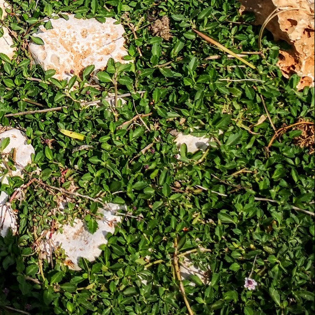 Vendita Lippia nodiflora in vaso 14 cm, è una pianta erbacea strisciante con foglie ovali, fiori piccoli e habitat preferenziali umidi. È utilizzata principalmente per scopi ornamentali e per il controllo dell'erosione in determinate situazioni.