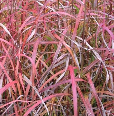 Miscanthus sinensis 'Ghana' Vaso 18.  è una graminacea perenne, ha la foglia verde chiaro che divente rossa nel periodo autunnale, fiorisce da Luglio a Settembre con dei fiori bruni, ama l'esposizione soleggiata.