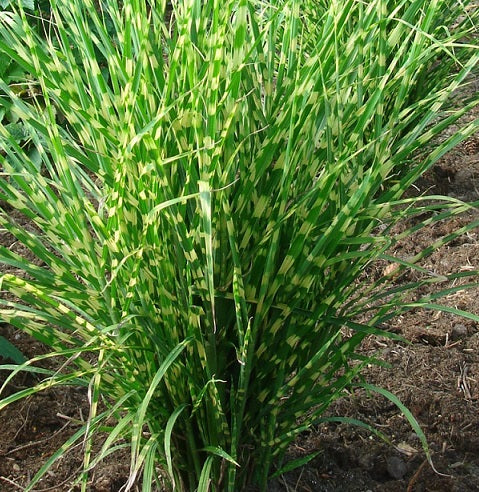 Miscanthus sinensis 'Gold Bar' Vaso 18.  è una graminacea perenne caratterizzata dal fogliame verde e oro, ama l'esposizione soleggiata, e può raggiungere un altezza massima di circa 70 cm.