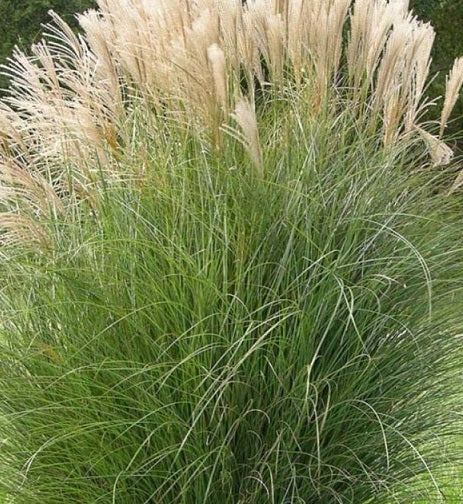 Miscanthus sinensis 'Gracillimus' Vaso 18.  è una graminacea perenne, ama l'esposizione soleggiata e fiorisce a Settembre e Ottobre con dei fiori argentei raggiungendo un'altezza massima di 150 cm.