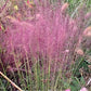 Muhlenbergia Capillaris