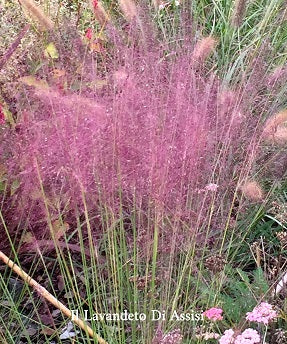 Muhlenbergia Capillaris