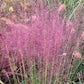 Muhlenbergia capillaris, graminacea ornamentale con spettacolari fioriture rosa-violacee a nuvola in autunno e fogliame sottile verde. muhlenbergia capillaris vendita online