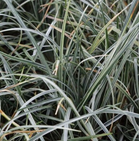 Ophiopogon japonicum 'Silver Mist' è una pianta erbacea perenne appartenente alla famiglia delle Liliaceae. È conosciuta per le sue foglie argentee e sottili, che formano una fitta copertura a terra. La pianta produce fiori piccoli e discreti in estate, seguiti da bacche nere maturate in autunno; è una pianta a bassa manutenzione, adatta alla coltivazione in giardini rock o aiuole, che preferisce un'esposizione in pieno sole o in ombra parziale e un terreno ben drenato.