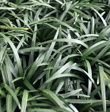 Ophiopogon 'Minor' è una pianta perenne che appartiene alla famiglia delle Asparagaceae. È nota per il suo fogliame sempreverde e per i suoi fiori a forma di spiga che crescono in estate. La pianta raggiunge un'altezza massima di 15 cm e preferisce climi temperati e terreni umidi. È spesso utilizzata per la creazione di aiuole e giardini rocciosi.