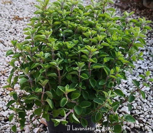 L'origano in vendita in vaso 14 cm è una pianta aromatica con foglie piccole e ovali di colore verde scuro. Durante l'estate, produce fiori in infiorescenze tonde che possono variare dal rosa al viola. Il suo aroma distintivo è una combinazione di timo e origano. Utilizzato ampiamente in cucina, l'origano aggiunge sapore a piatti come pizze e sughi. Cresce bene in posizioni soleggiate con terreno ben drenato e richiede un'irrigazione moderata. 