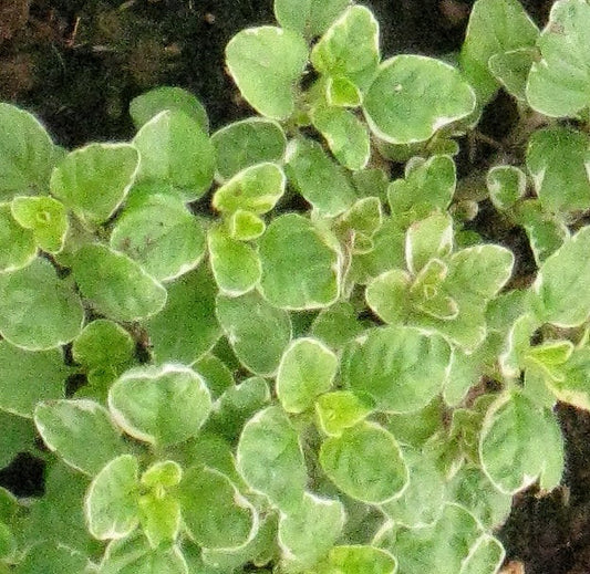 Variegated oregano