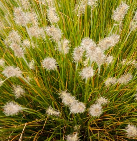 Pennisetum Alopecuroides 'Little Bunny' Vaso 18 cm.  è una pianta graminacea nana, fiorisce in Estate ed Autunno con dei fiori di colore marrone, può raggiungere un'altezza massima di 50 cm.