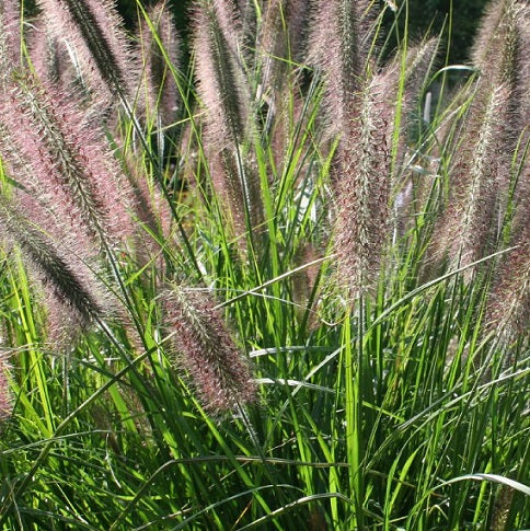 Pennisetum alopecuroides 'Viridescens' in vendita in Vaso 18.  è una graminacea che ama come esposizione sole-mezz'ombra, fiorisce da Luglio fino a Ottobre con dei coni di colore grigio chiari.