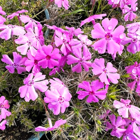 Il Phlox paniculata, o Phlox viola, è una perenne nativa del Nord America con foglie lanceolate verdi e fiori viola profumati. Con una forte preferenza per la luce solare e terreno ben drenato, questa pianta ornamentale è amata per la sua bellezza e per la capacità di attrarre farfalle e api. Ideale per giardini graziosi, il Phlox viola aggiunge colore e vitalità, creando un ambiente accogliente per gli insetti impollinatori.